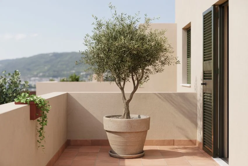 Dwarf Olive Tree