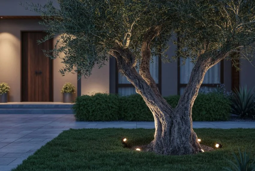 Night-time Lighting for Olive Trees