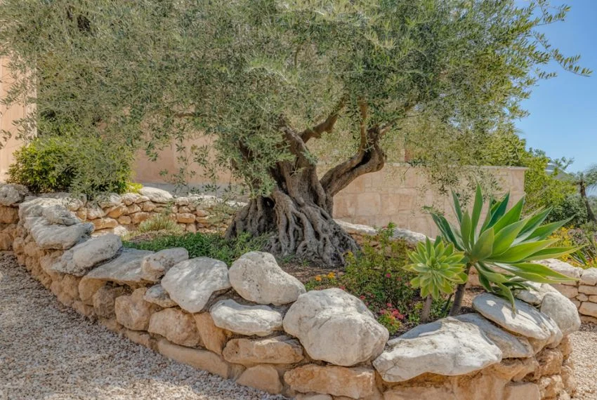 Olive Trees with Rock Gardens