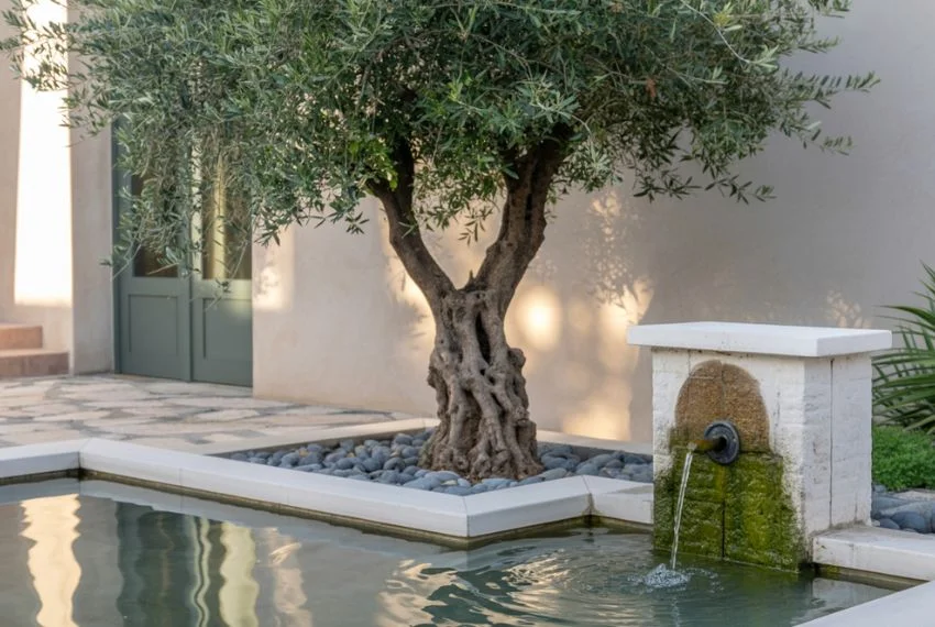 Olive Trees with Water Features