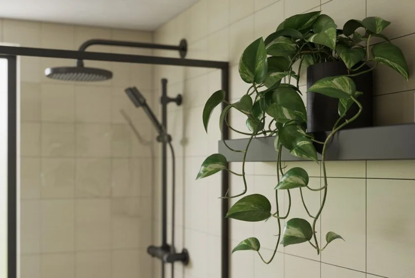 Pothos (Devil’s Ivy)