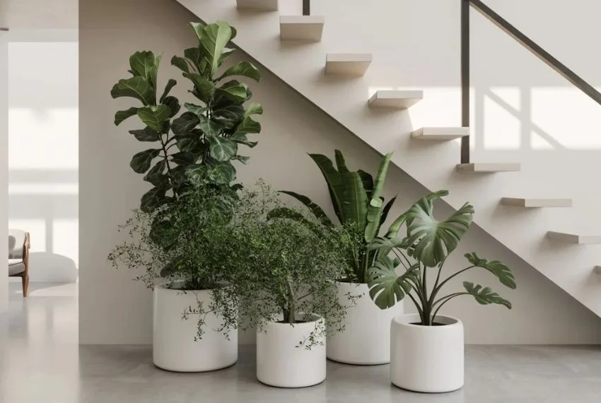 Potted Plants on the Floor for Minimalist Style
