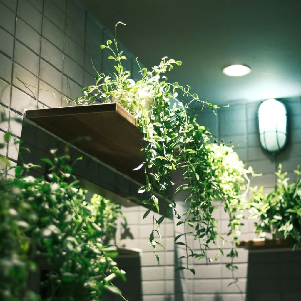 Mount Ribba Ledges As Floating Plant Shelves