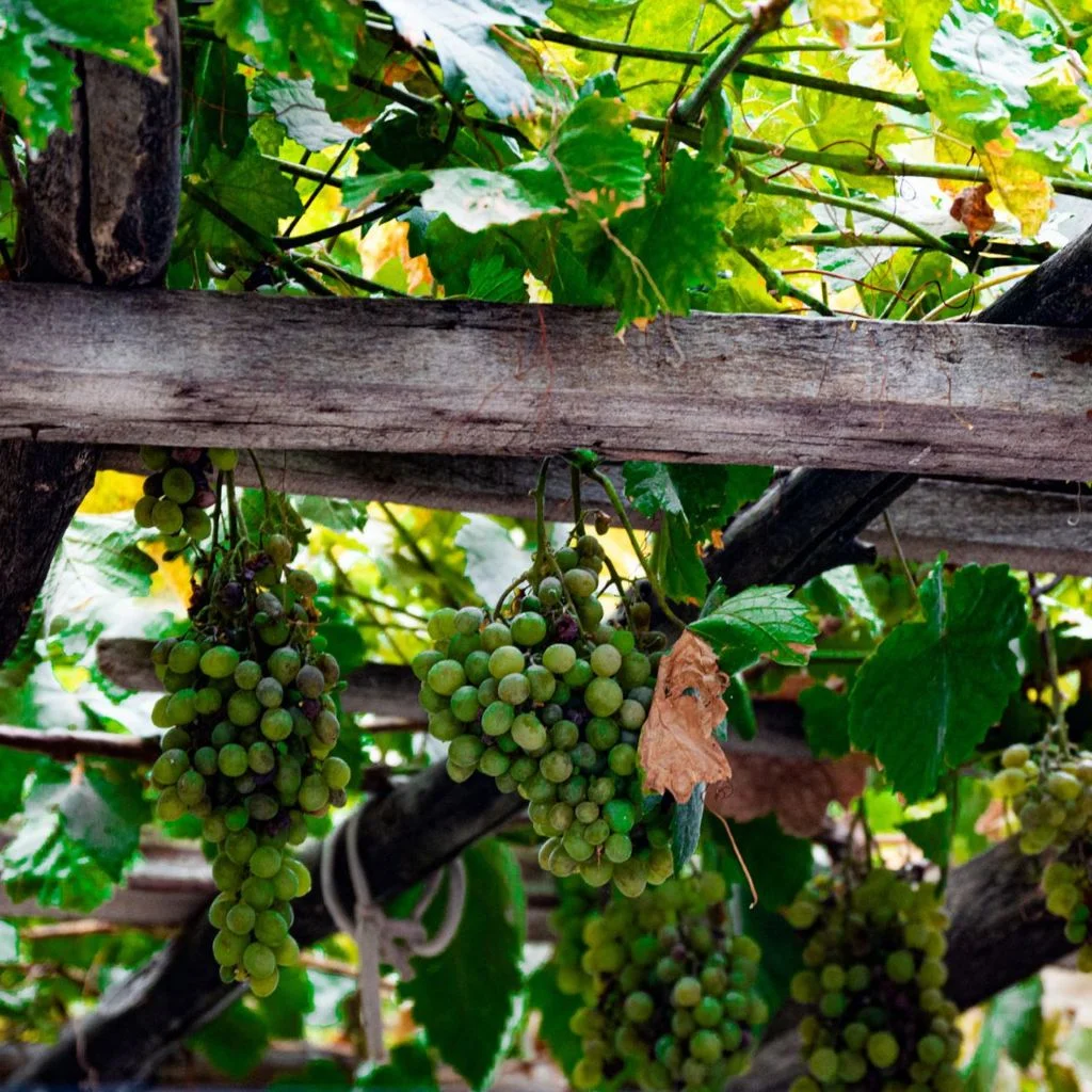 Vine-Covered Trellis for Natural Shade
