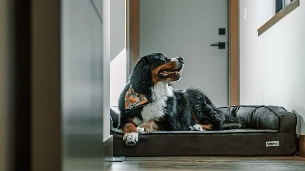 Dog Corner Ideas For Under The Stairs And Awkward Nooks