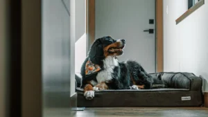 Dog Corner Ideas For Under The Stairs And Awkward Nooks