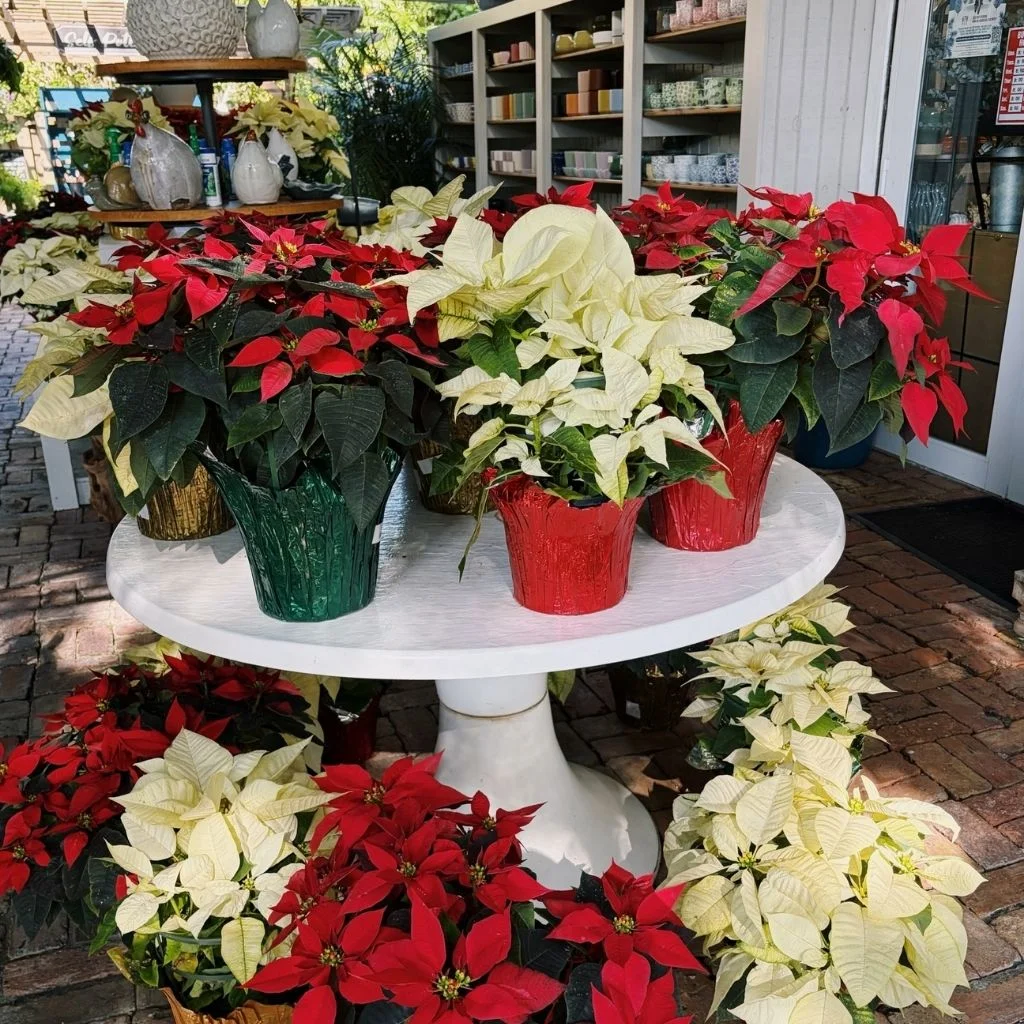 Poinsettias Remain the Classic Choice for Christmas Arrangements