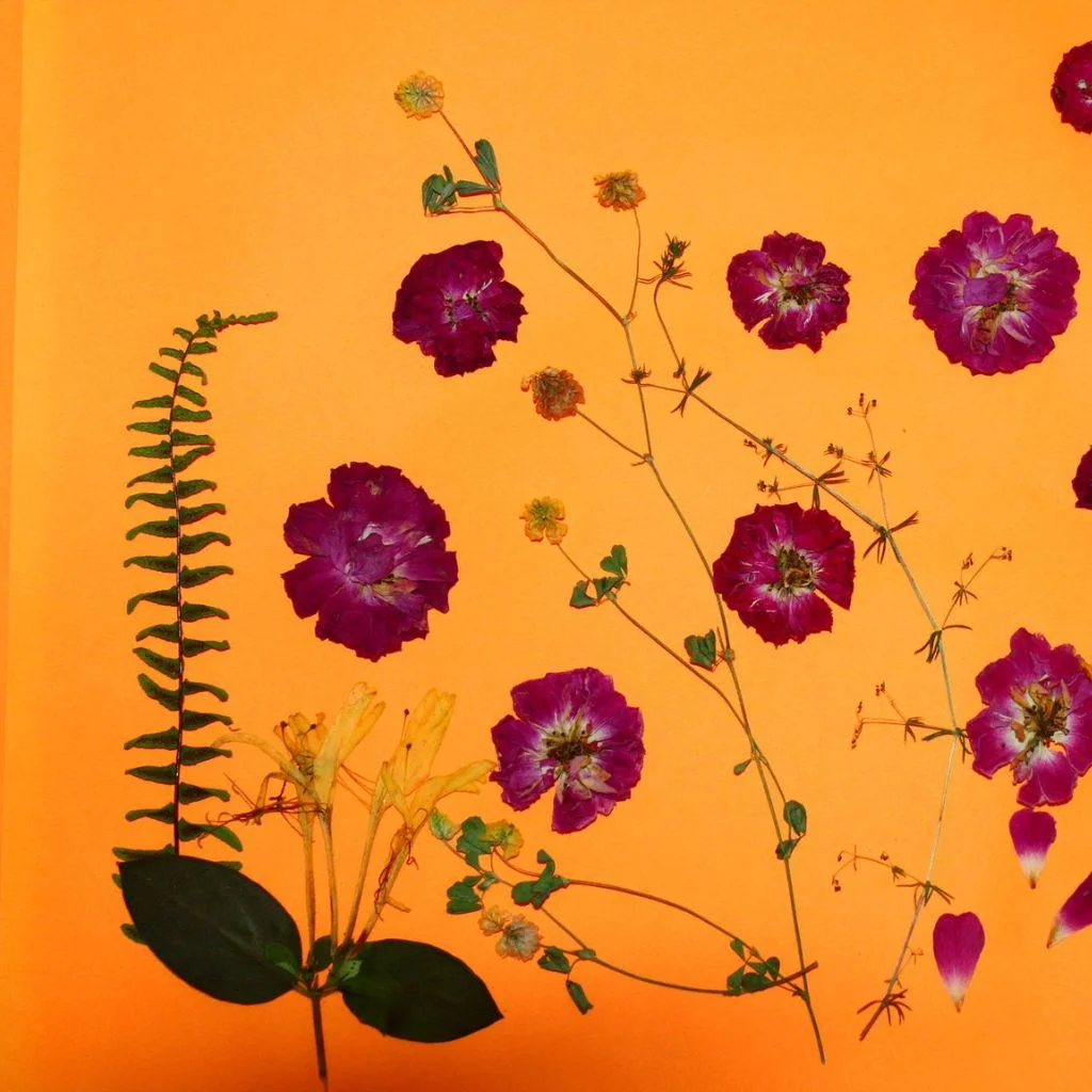 Pressed Leaves Turn A Walk Into Framed Art