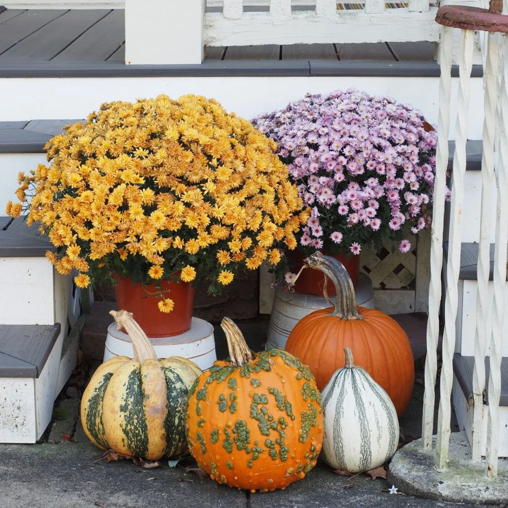 Two-Tone Pumpkins Bring a Softer Autumn Palette