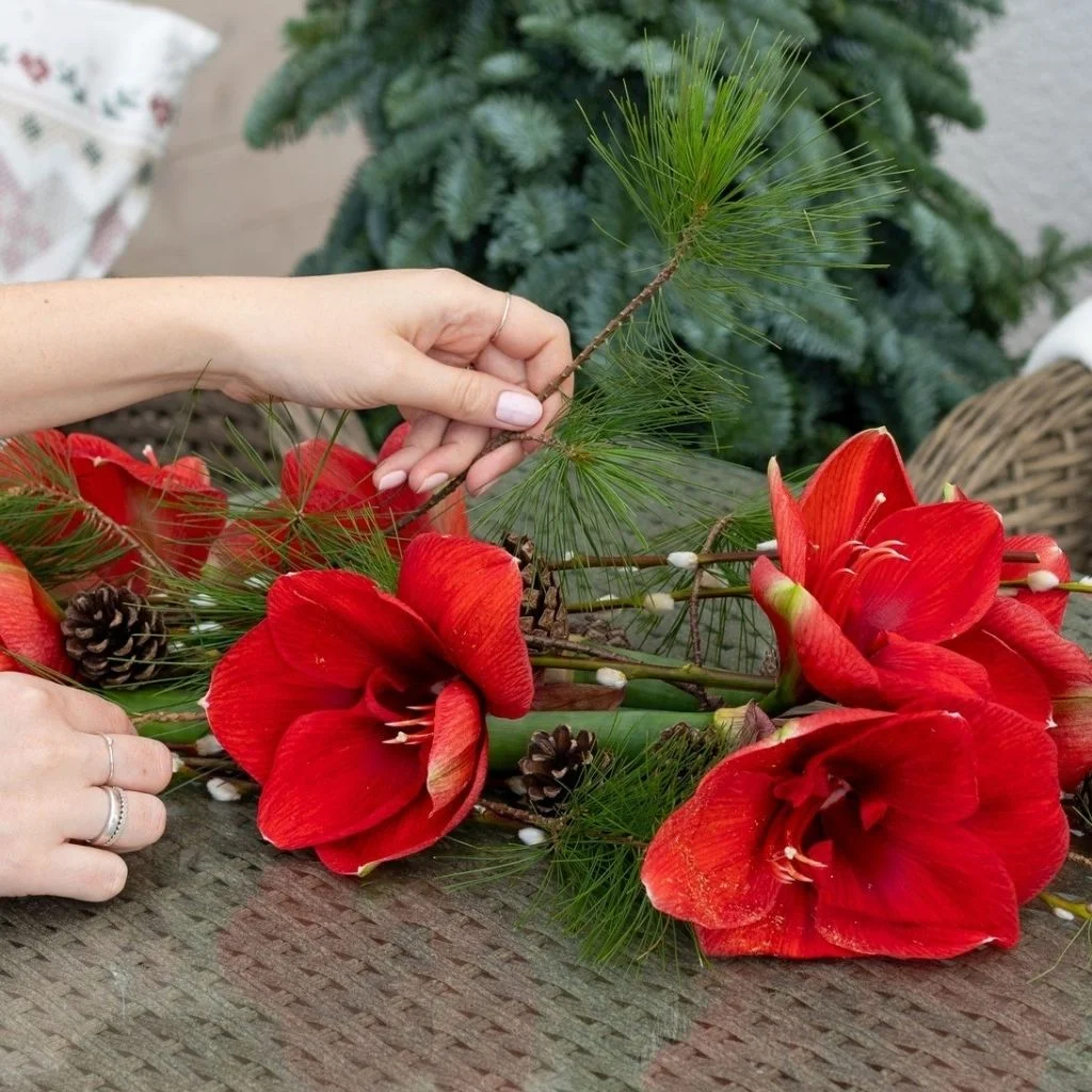 Ways to Style Amaryllis for Bold Winter Colour