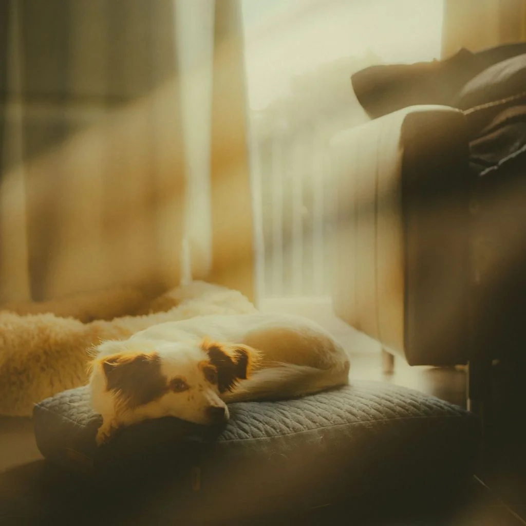 Window Nook Doubles As A Sunny Lookout Spot