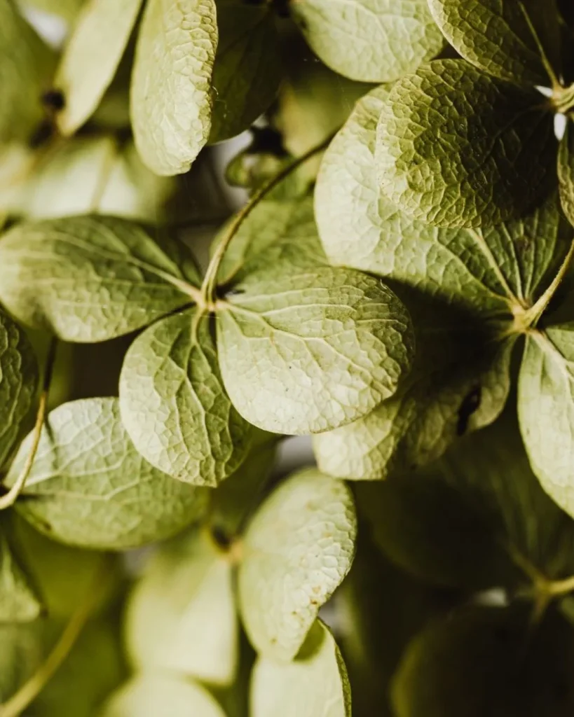 artificial plant leaves close up texture