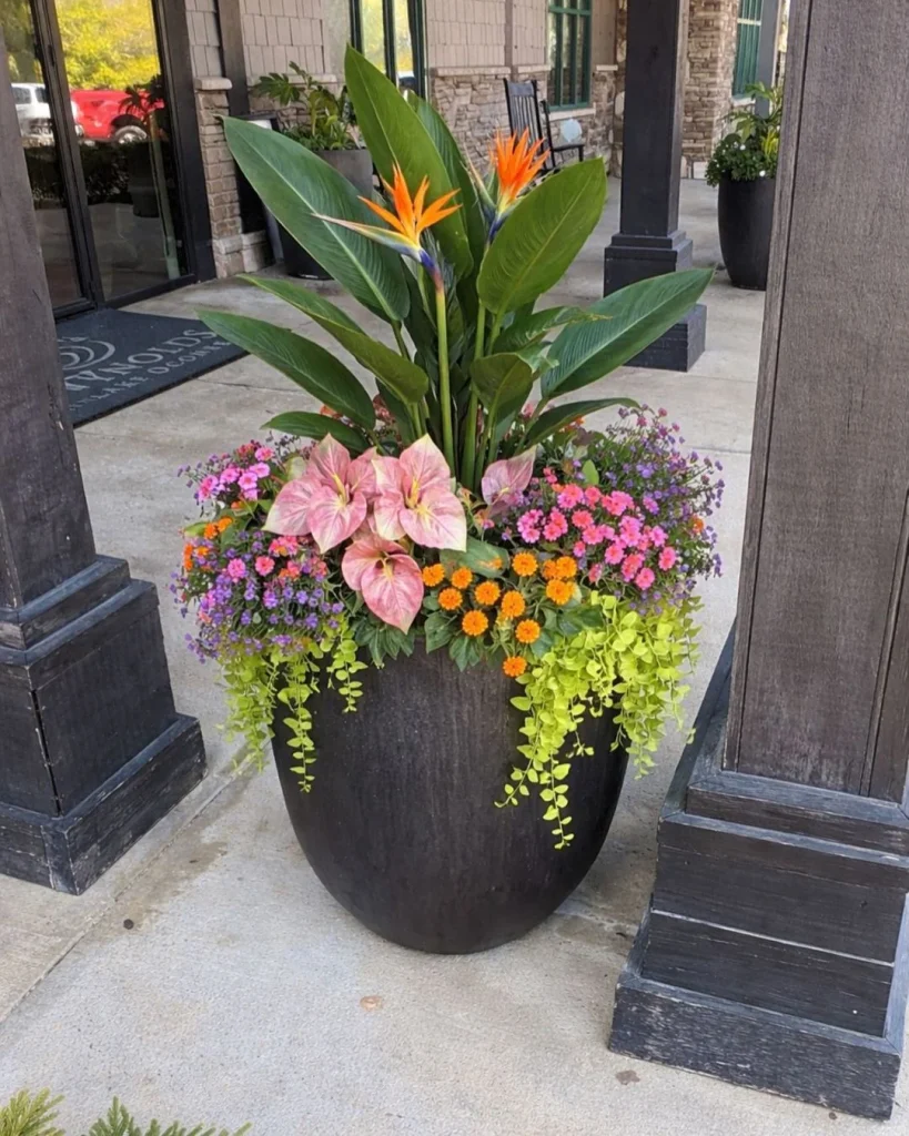 black planter burgundy mums entrance