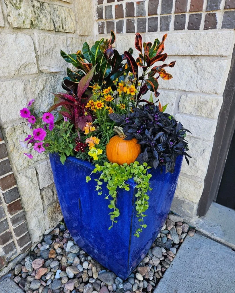coastal blue planter autumn flowers