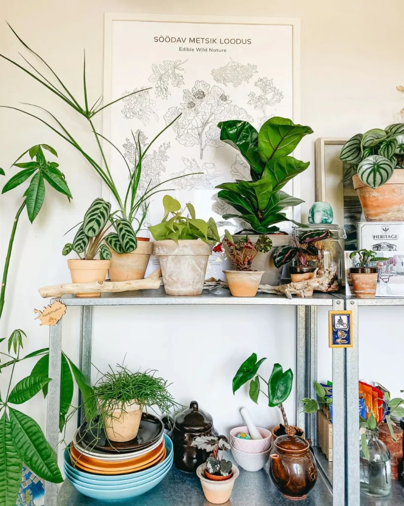 grouped plants shelf styling