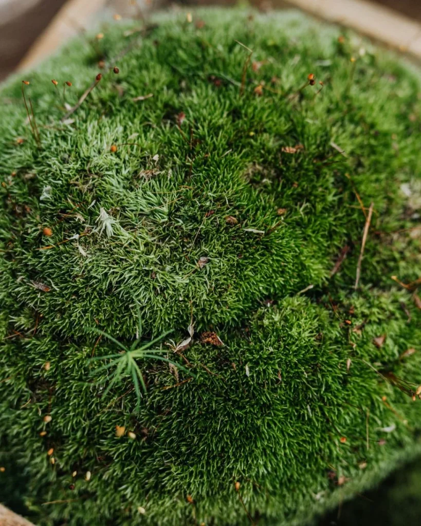 moss soil topper plant pot