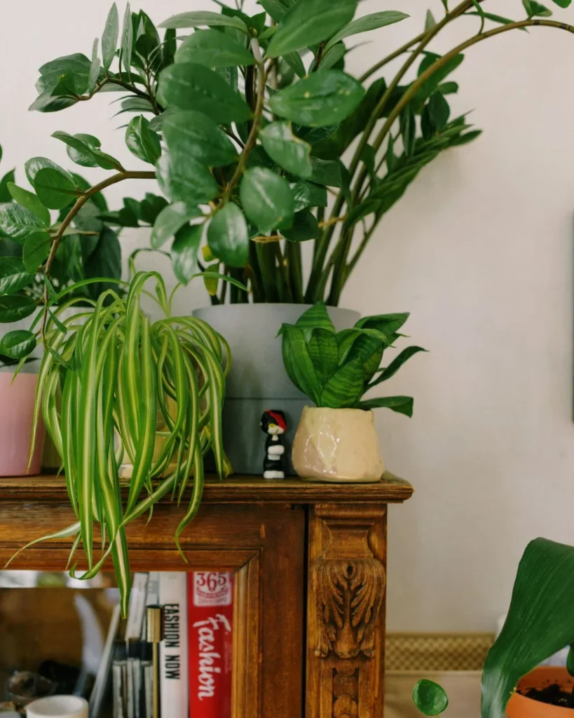 real and fake plants mixed shelf