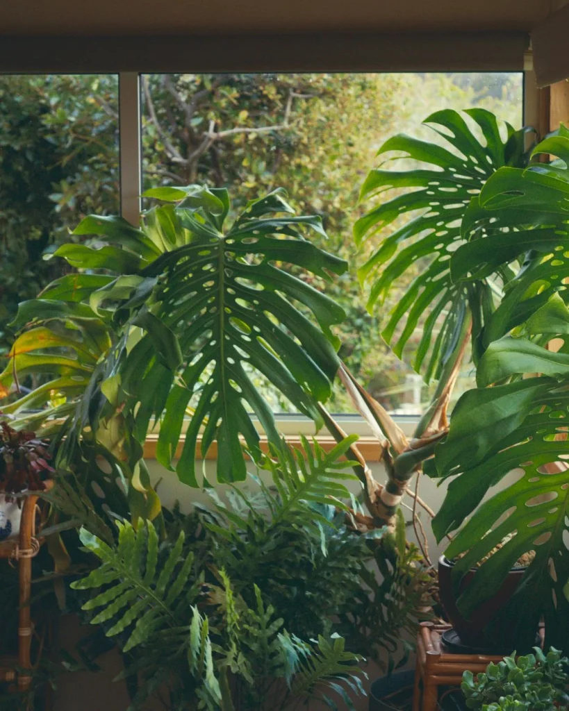 window sill plants