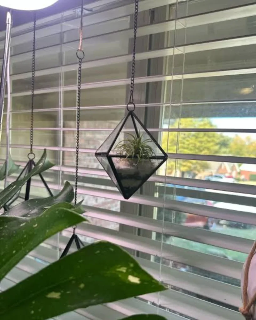 Air plants in glass globes suspended below skylight glass