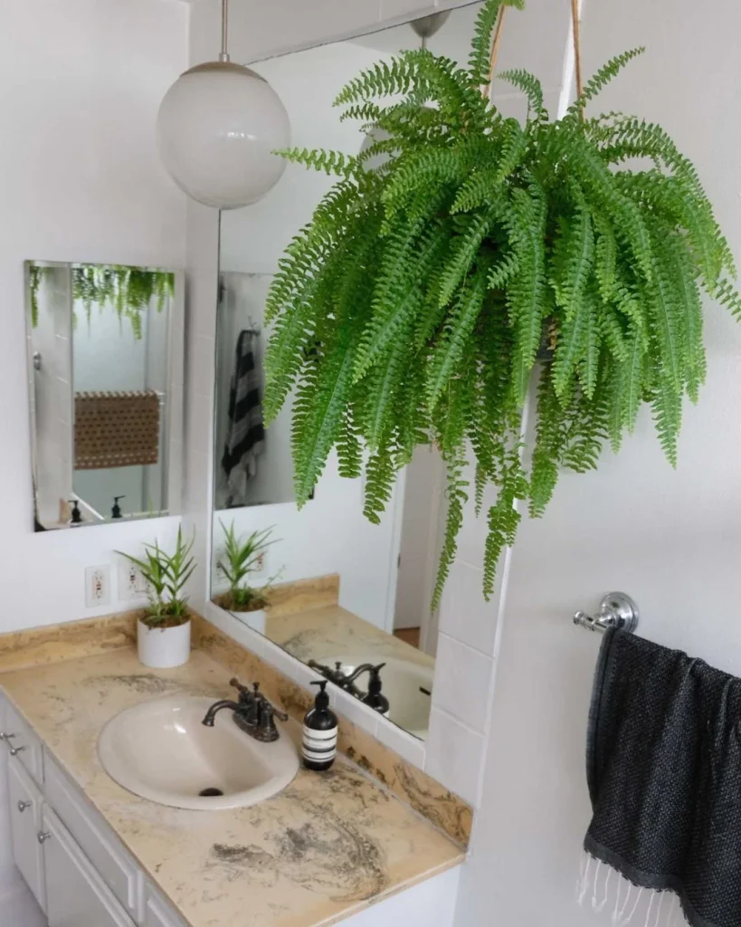 Boston fern hanging above a bath under a bright bathroom skylight