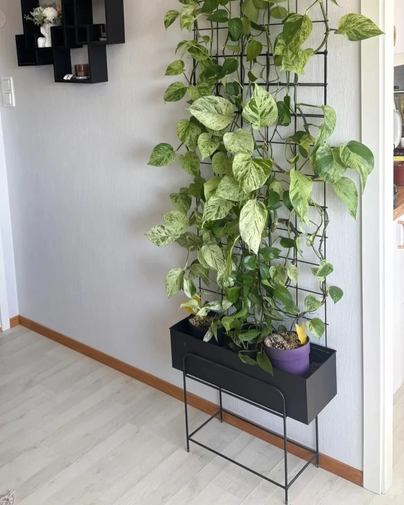 Can Pothos Really Climb a Mini Arch?