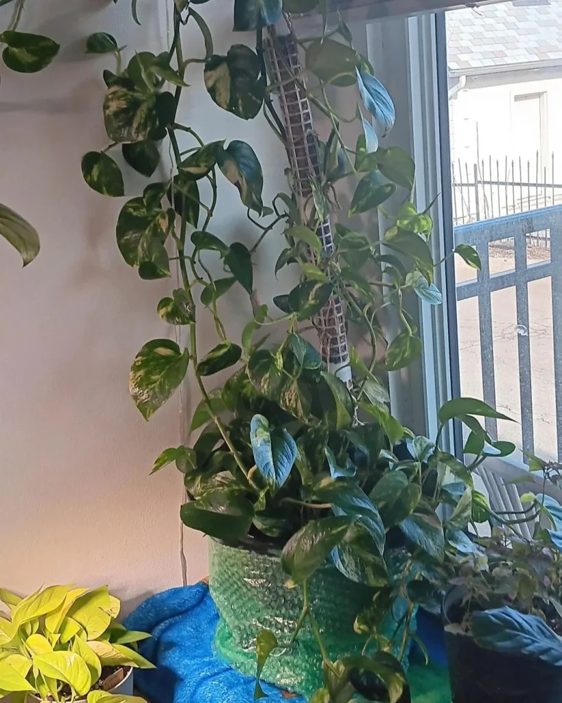 Climbing Pothos Ideas Begin With Moss Poles