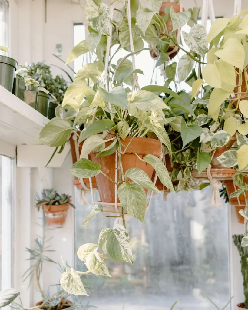 Cream macramé plant hangers with white pots below a pitched skylight