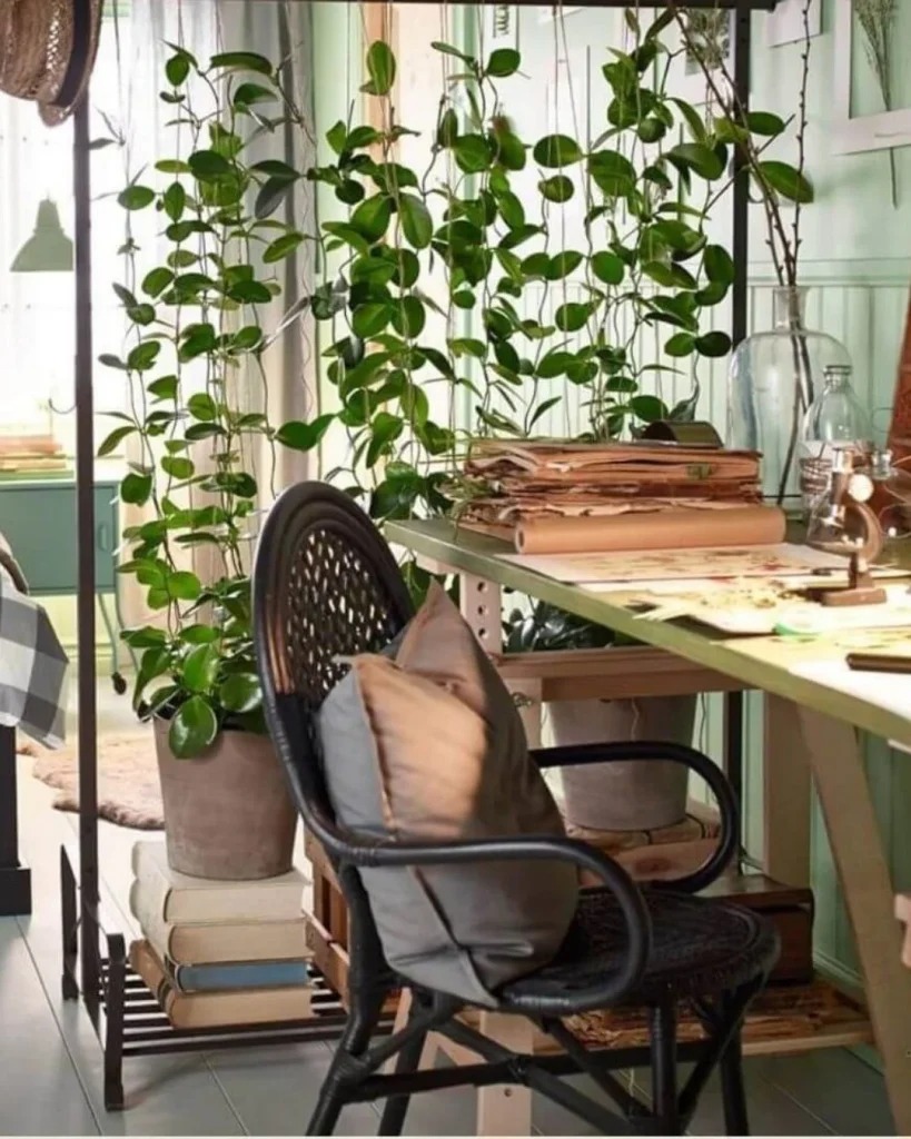 Freestanding pothos covered screen dividing living and sleeping areas in a studio flat