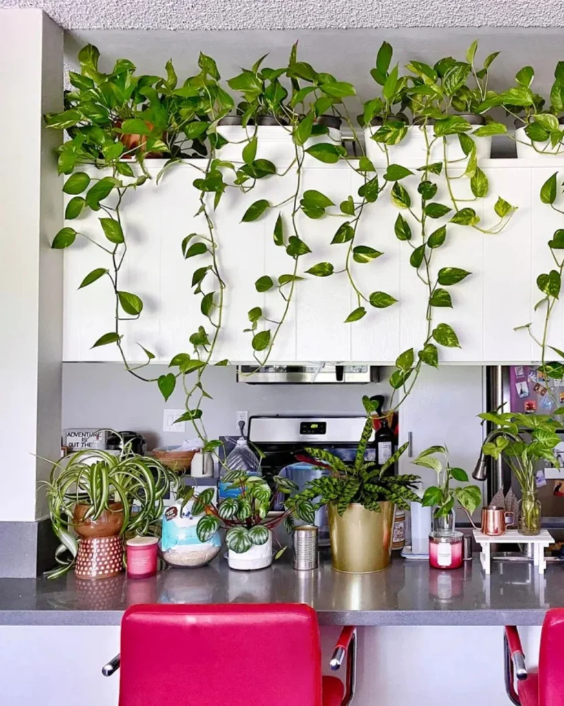 Golden pothos crowning kitchen wall cabinets with trailing and climbing vines
