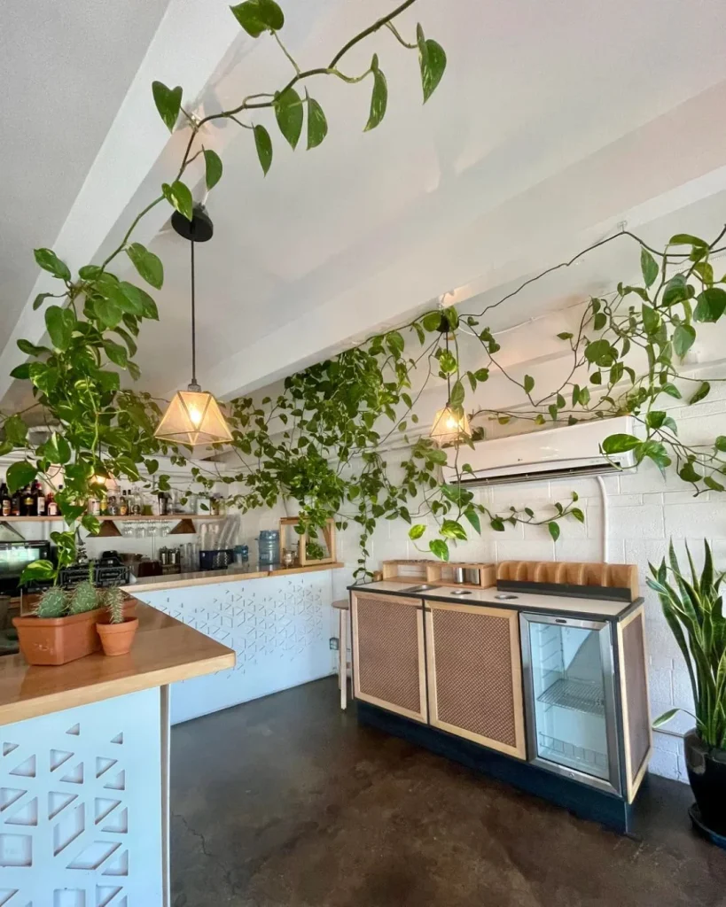 Golden pothos vines draped along a ceiling line from a high shelf