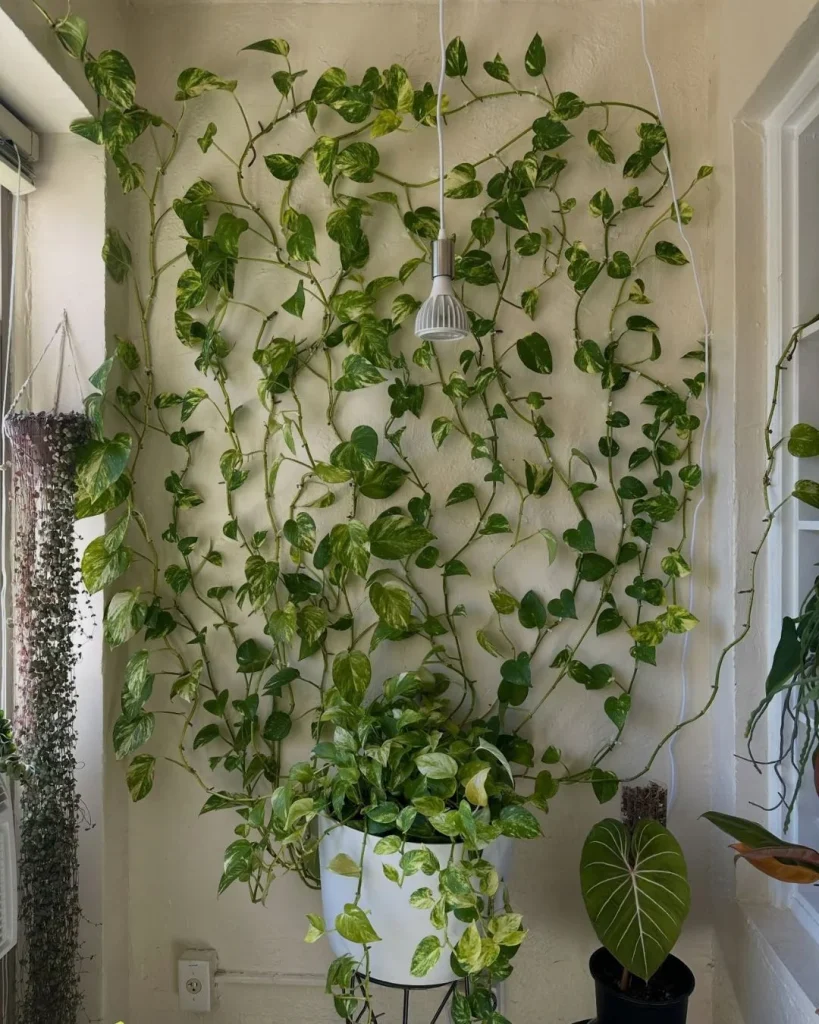 Golden pothos weaving through a black wire grid wall with clipped postcards