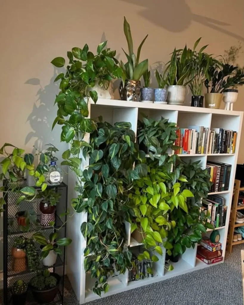 Jade pothos trailing along a dark wood bookshelf styled with books and ceramics