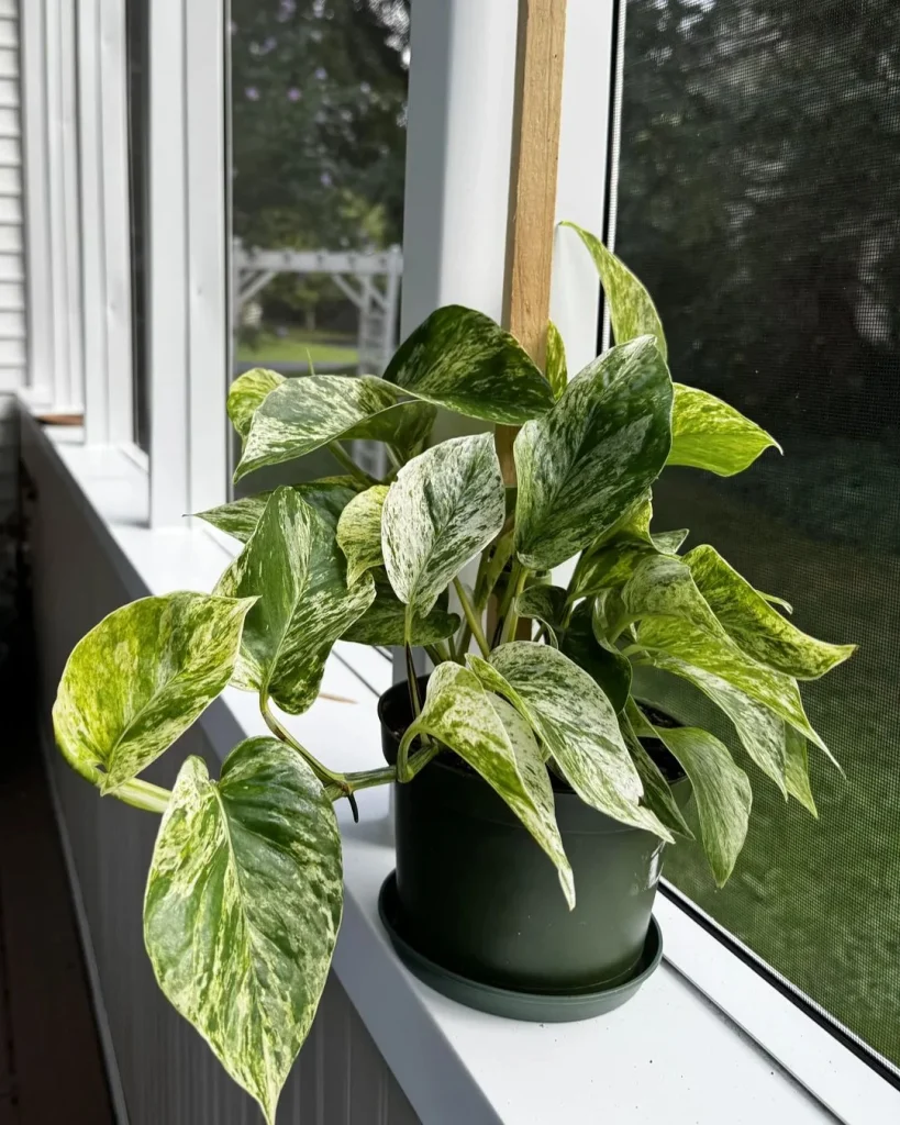 Marble queen pothos climbing one side of a leaning gold framed mirror