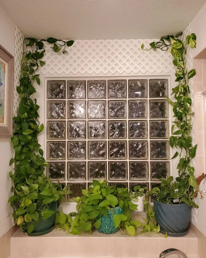 Pothos climbing bathroom wall tiles from a shelf near a bright window