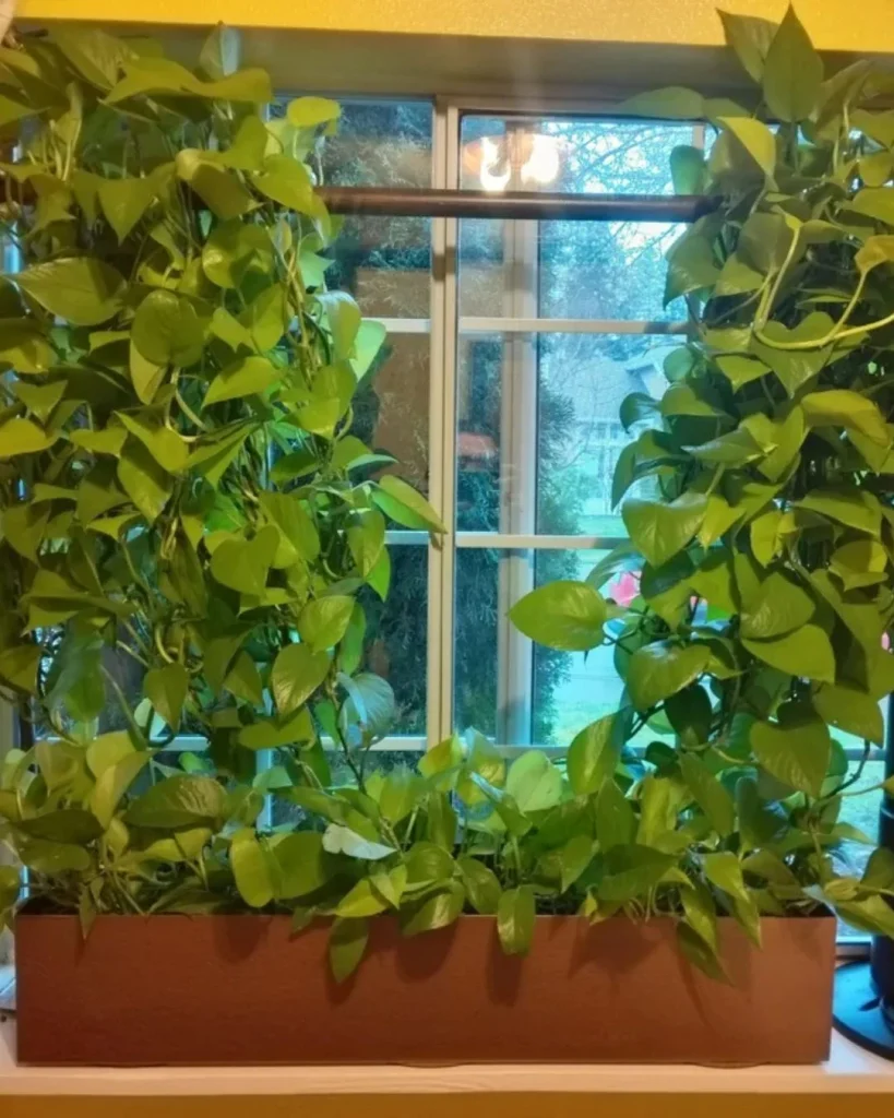 Pothos vines climbing clear strands to form a living curtain at a bright window