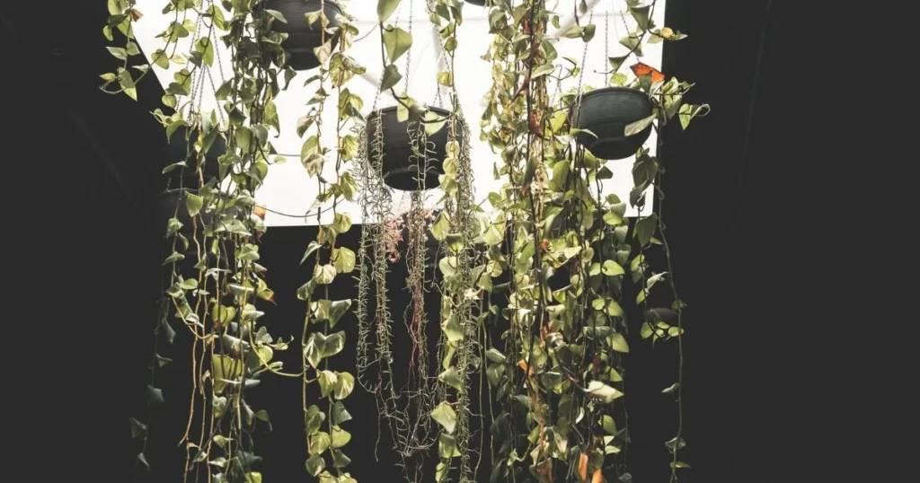 Skylight Plant Ideas With Hanging Greenery for Dreamy Natural Light Corners