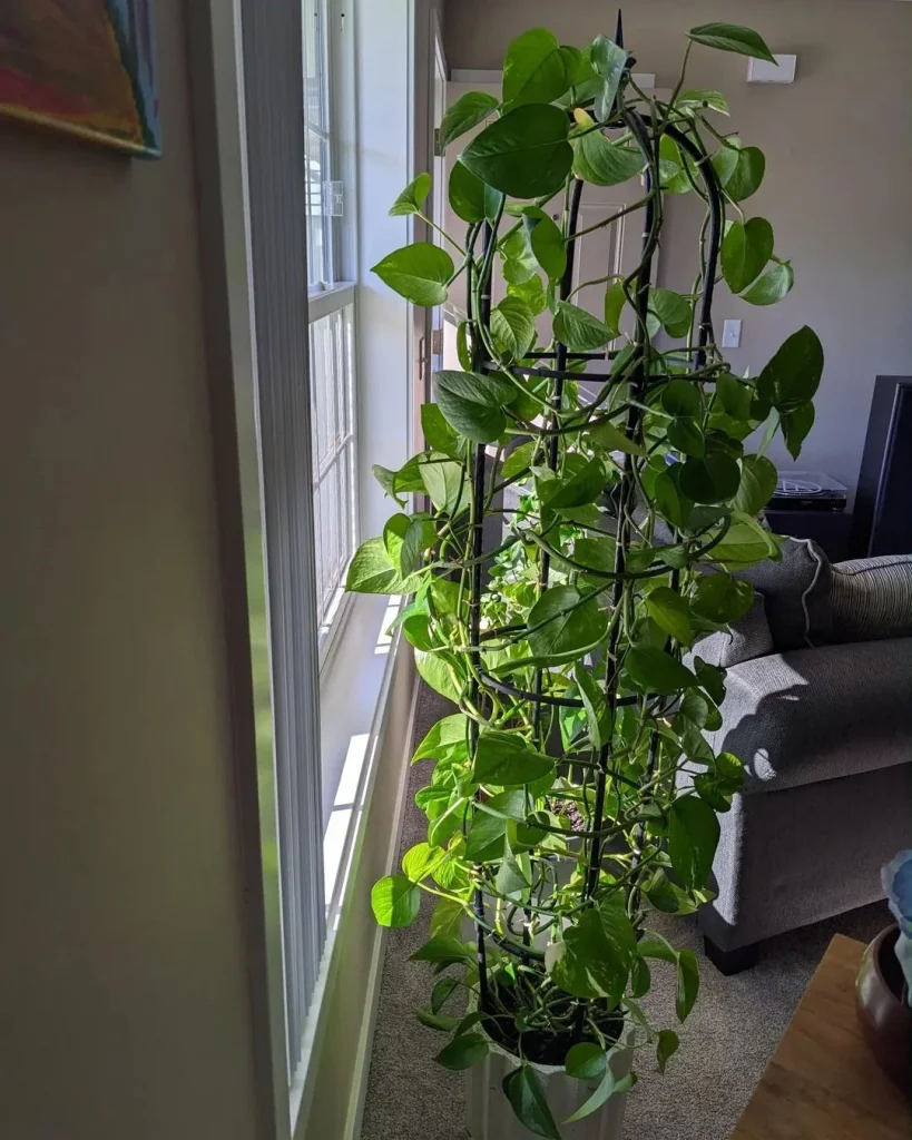Slim Black Trellis