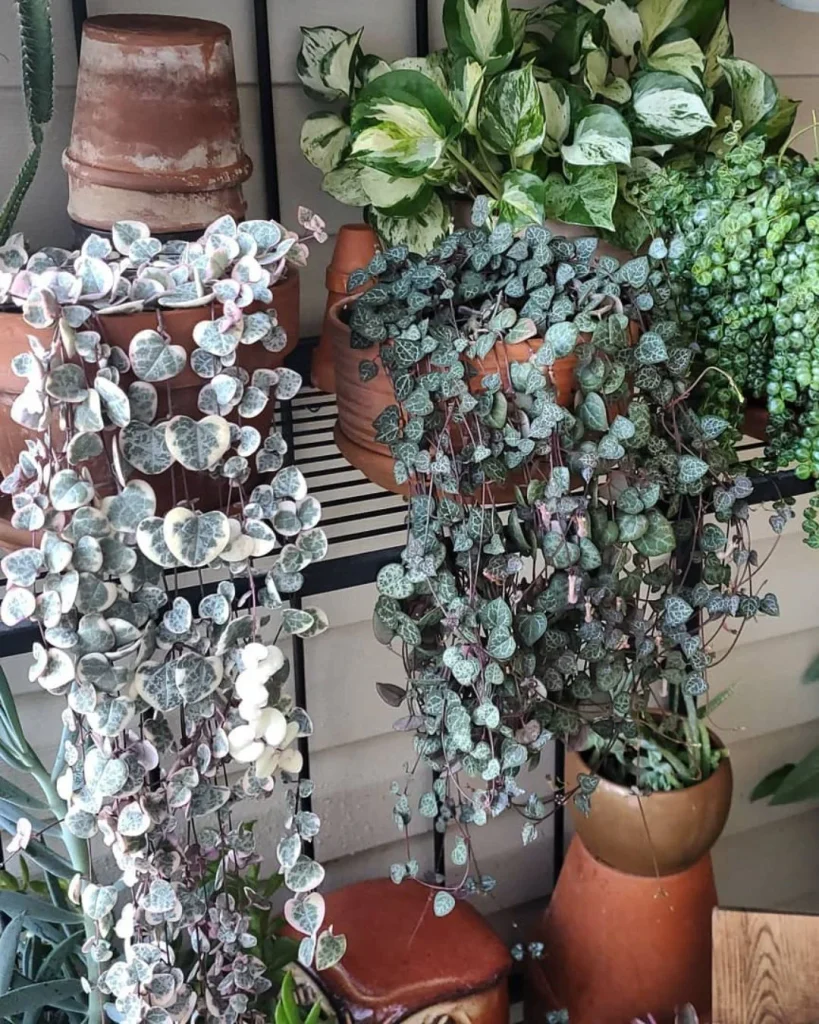 String of hearts trailing from a rafter hook near a loft skylight