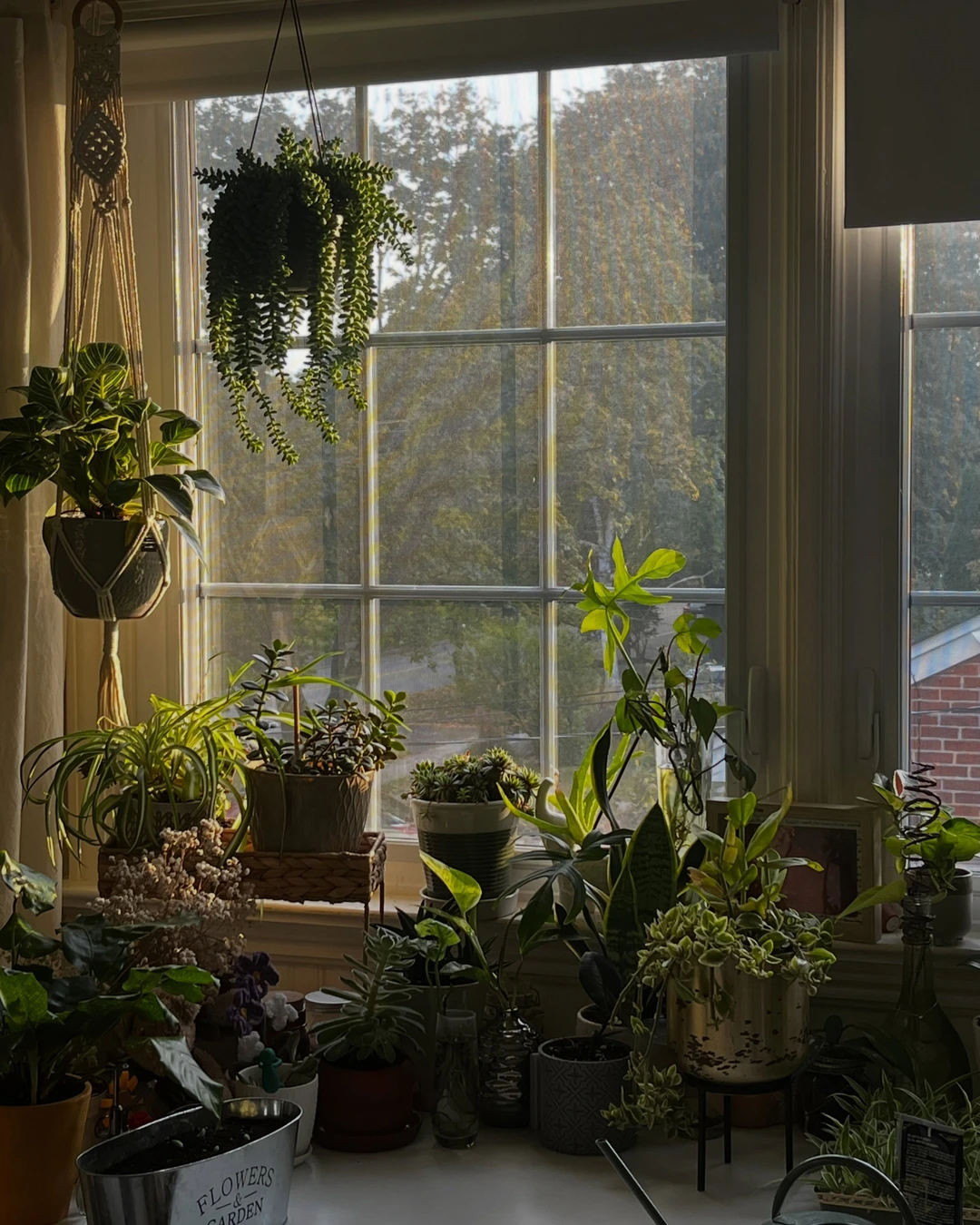 Sunny windowsill crowded with houseplants in hanging macrame planters and pots of many sizes