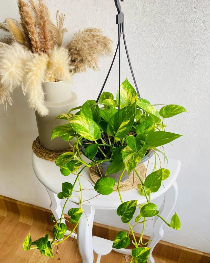 pothos hanging pot sunlight