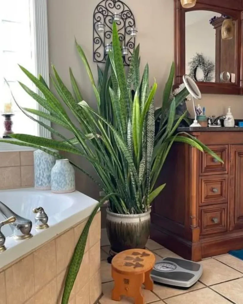 terracotta pot snake plant bathroom